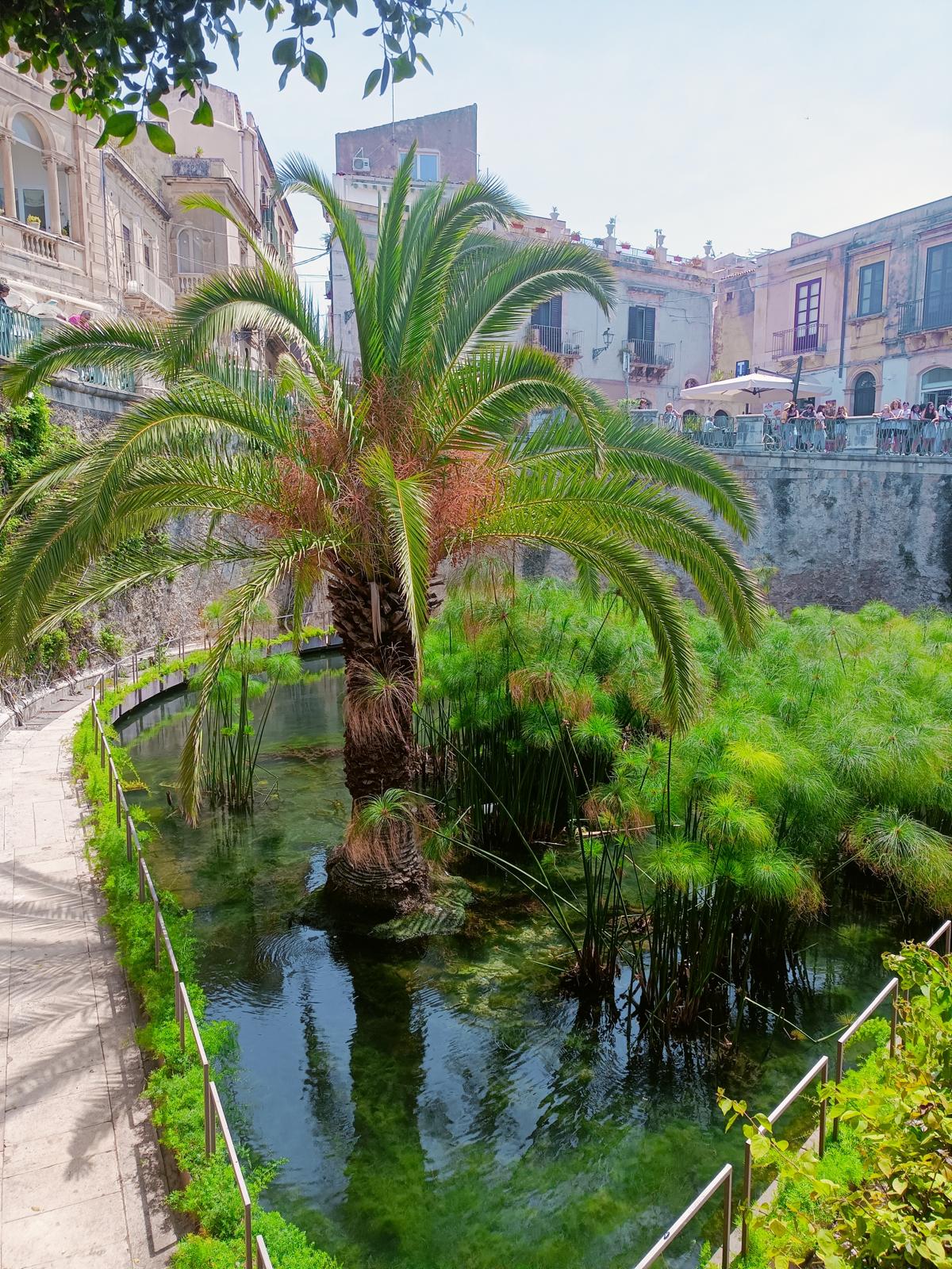 Fonte Aretusa con papiri e palma a Ortigia